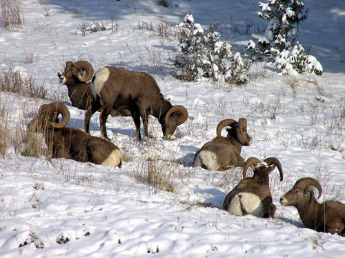 Winter Rams - Bighorn Sheep Pictures