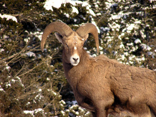 Winter Rams - Bighorn Sheep Pictures