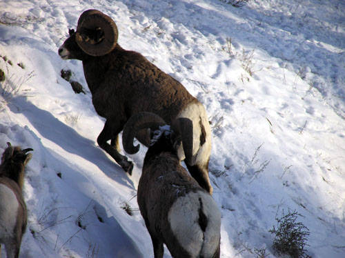 Winter Rams - Bighorn Sheep Pictures