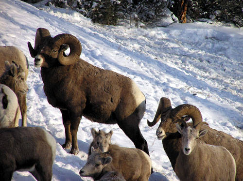 Winter Rams - Bighorn Sheep Pictures