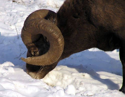 Winter Rams - Bighorn Sheep Pictures