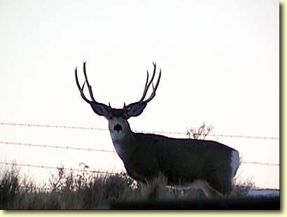 Wyoming Wide Load