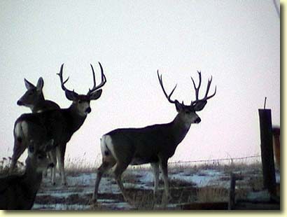 Wyoming Wide Load