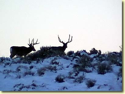 Wyoming Wide Load