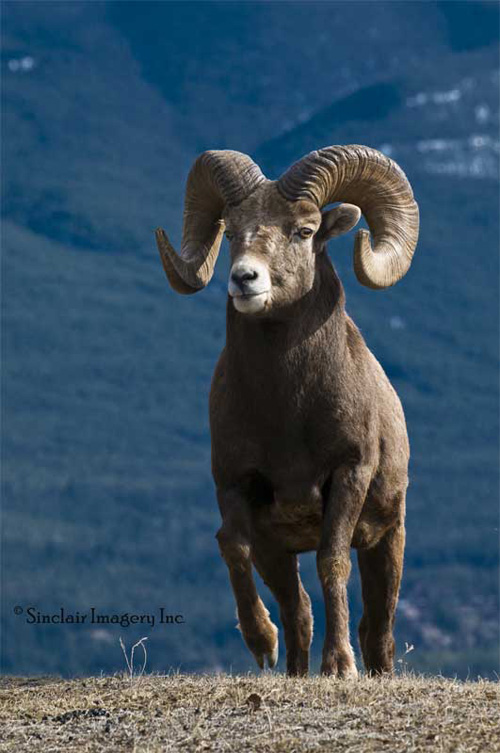 Rams-n-Bulls