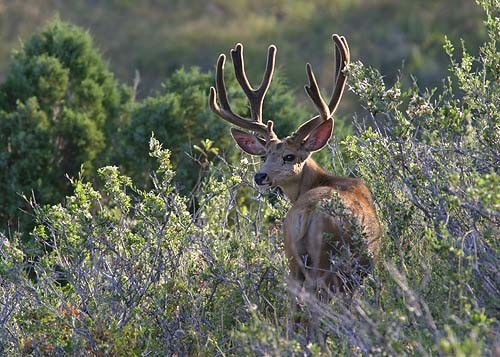 Muley Velvet Madness