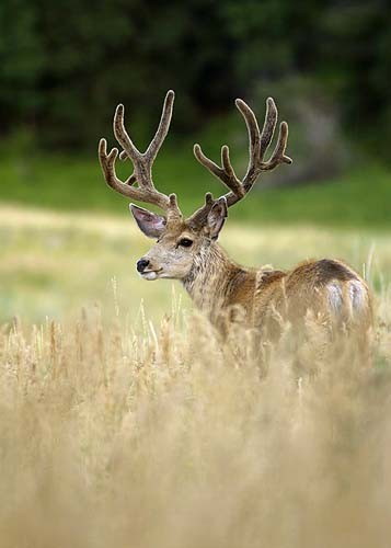 Muley Velvet Madness