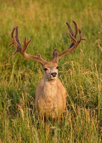 Muley Velvet Madness