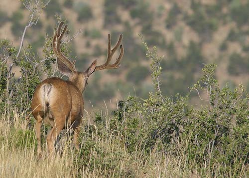 Muley Velvet Madness