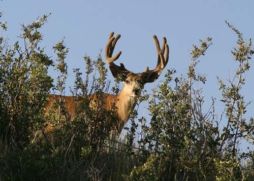 Muley Velvet Madness