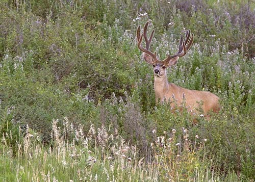 Muley Velvet Madness