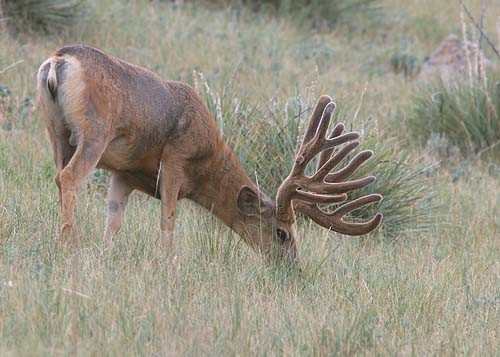 Muley Velvet Madness