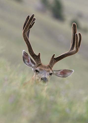 Muley Velvet Madness