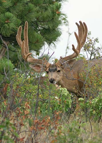 Muley Velvet Madness