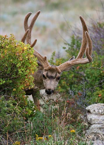 Muley Velvet Madness