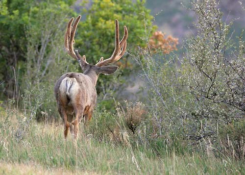 Muley Velvet Madness