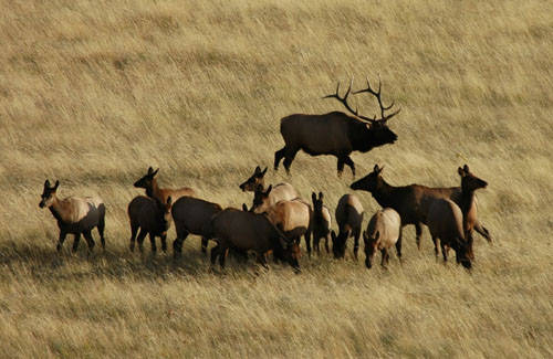 Northern Bulls