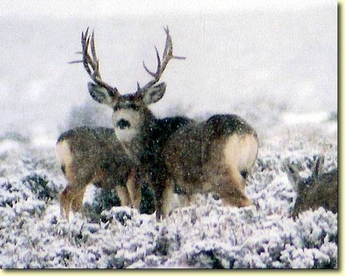 Winter Bucks III