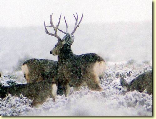 Winter Bucks III