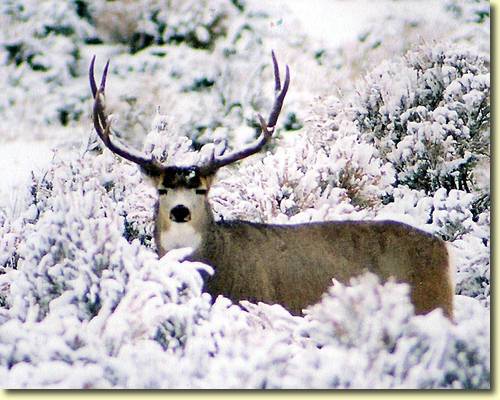 Winter Bucks III