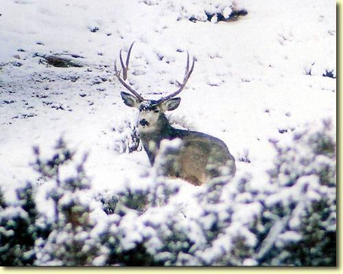 Winter Bucks III