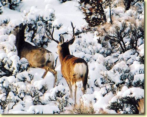 Winter Bucks III