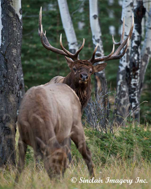 Cool Wildlife Shots