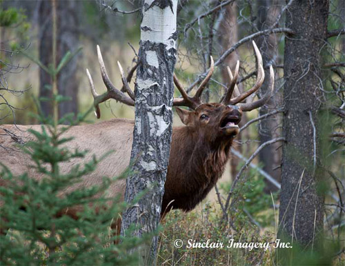 Cool Wildlife Shots