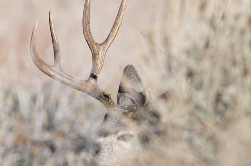 Public Land Bucks II