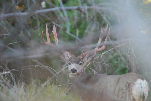 Public Land Bucks II