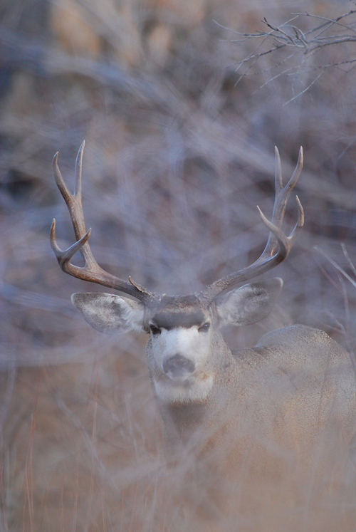 Public Land Bucks II