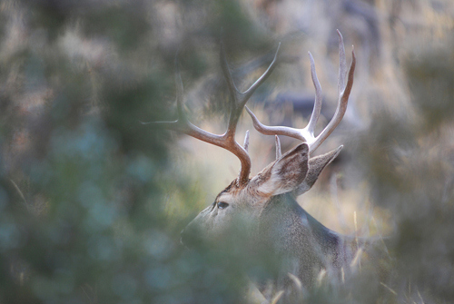 Public Land Bucks II