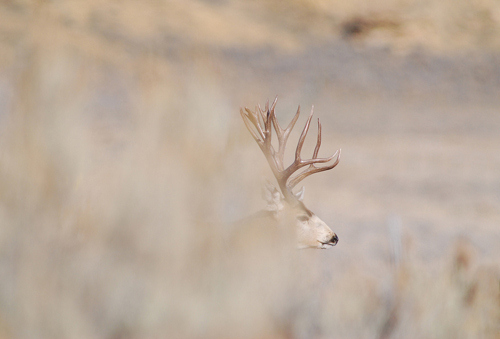 Public Land Bucks II