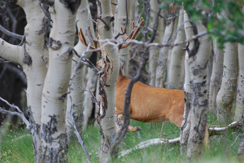 Public Land Bucks II