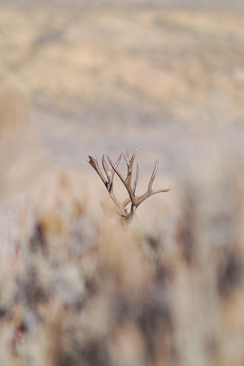 Public Land Bucks II