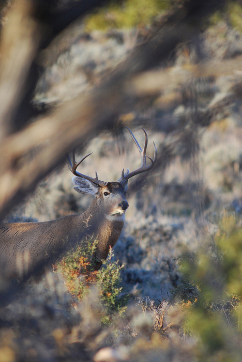 Public Land Bucks II