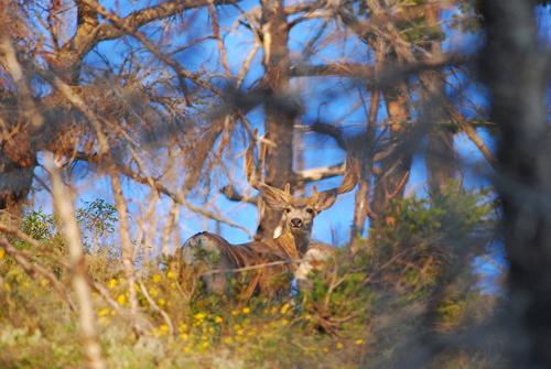 Public Land Bucks II