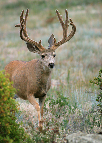 Muley Velvet Madness II