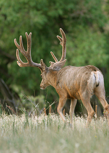 Muley Velvet Madness II