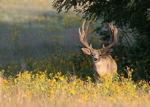 Muley Velvet Madness II