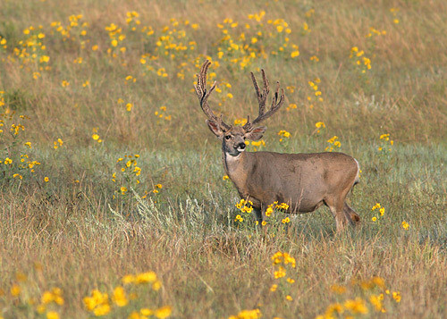 Muley Velvet Madness II