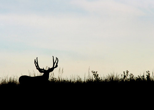 Muley Velvet Madness II