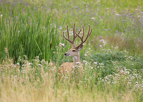 Muley Velvet Madness II
