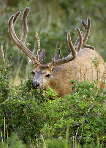 Muley Velvet Madness II