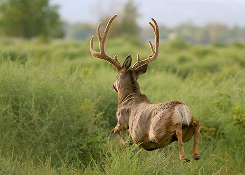 Muley Velvet Madness II