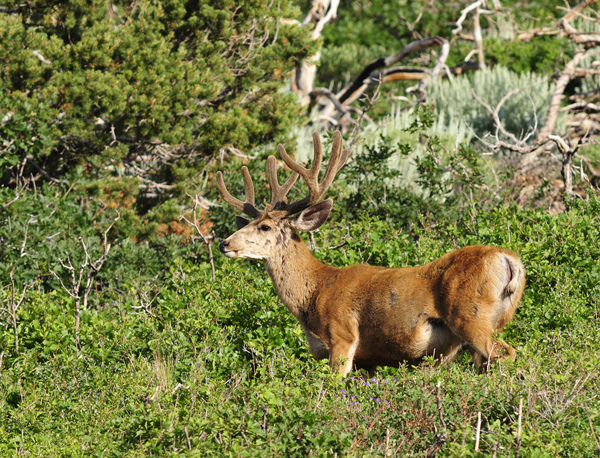 Public Land Bucks III