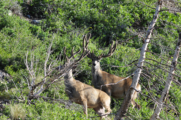 Public Land Bucks III