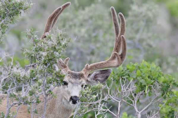 Public Land Bucks III