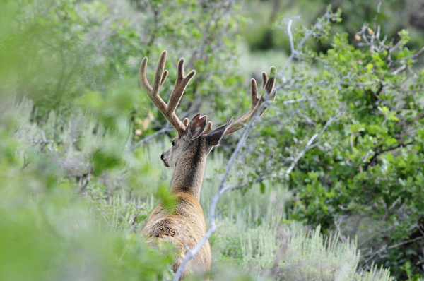 Public Land Bucks III