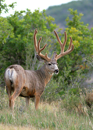 Muley Velvet Madness III